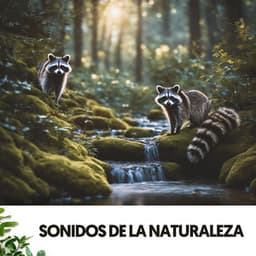 Sonidos de la Naturaleza: Melodías del bosque - Solfeggio Frequencies 528Hz