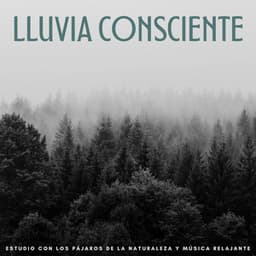 Lluvia Consciente: Estudio Con Los Pájaros De La Naturaleza Y Música Relajante - Danny sonidos de lluvia