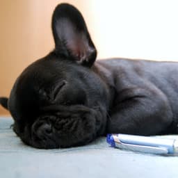 Zen Lofi Pet Resonance: Harmonic Sounds for Serene Bonds - Raining for Calm Pets