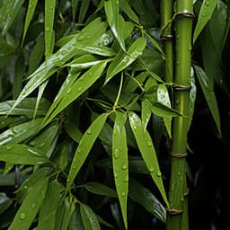 Música Para Aliviar El Estrés: Reflexiones En Cadencia Consciente - Efectos de sonidos del bosque