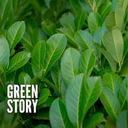 Green Story - Nature Therapy