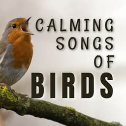 Calming Songs of Birds - Bird Songs