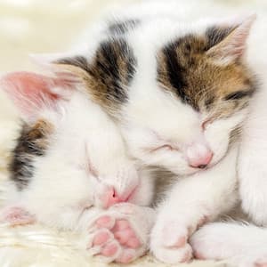 Blissful Catnap: Peaceful White Noise for Felines - White Noise for Deep Sleep