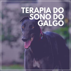 Terapia do Sono do Galgo - Música de Cachorro Calmante