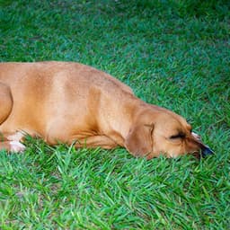 Doggy Dreams: Nature's Crickets and Crystal Singing Bowl Serenity - Forest Crickets