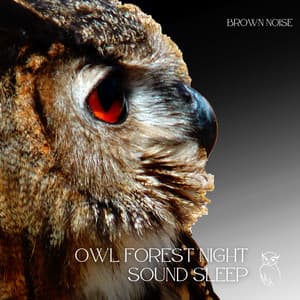 Owl Forest Night Sound Sleep, Relax , Loopable - Sounds of the Night