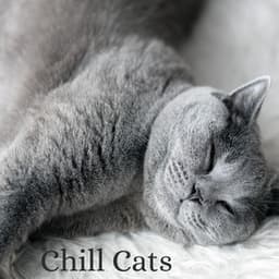 Chill Cats - Music for Relaxing Cats