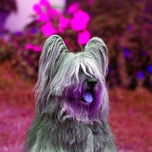 Hypnotic Bgm for Morning Dog Time - Relaxation Music For Dogs