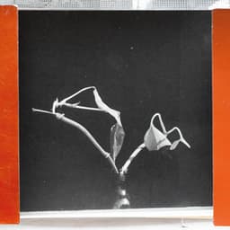 On a Tuesday and a Wednesday - Pierre Bastien