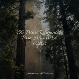 50 Pistas Relajantes Para Aliviar El Estrés - Meditar Profundamente