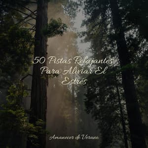 50 Pistas Relajantes Para Aliviar El Estrés - Meditar Profundamente