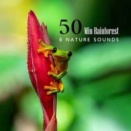 50 Min Rainforest & Nature Sounds: Healing Power of Water - Calming Waters Consort