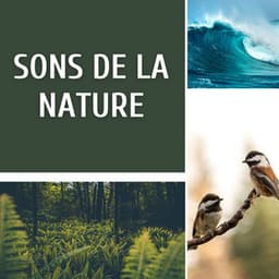 Sons de la nature - Club de Détendre Tibétain