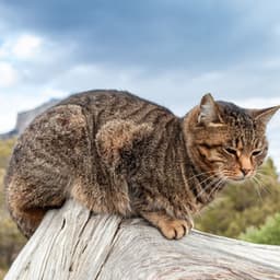 Ethereal Cat Calmness: An Enchanting Chill White Noise Soundscape - Latin Chill Out