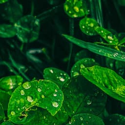 1 Rainy Night: Drenched in Melody - 24H Rain Sounds