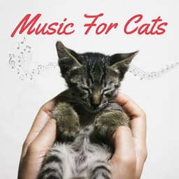 Music For Cats - Relaxing Piano For Pets