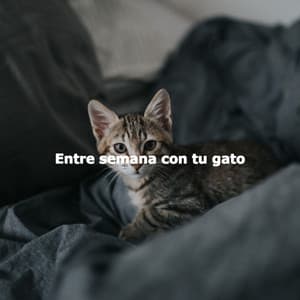 Entre semana con tu gato - Easy Instrumental Jazz