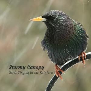 Stormy Canopy: Birds Singing in the Rainforest - Rain Sleepings Sounds