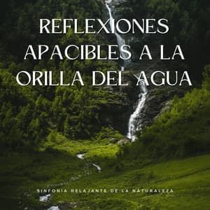 Reflexiones Apacibles A La Orilla Del Agua: Sinfonía Relajante De La Naturaleza - Las Ruedas del Autobús
