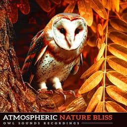 Atmospheric Nature Bliss - Owl Sounds Recordings