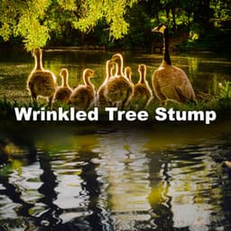 Wrinkled Tree Stump - Sound FX Pro