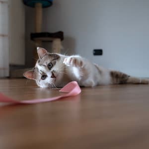 Raindrop Cat Playtime: Joyful Feline with Piano Serenade - Rain Wonder