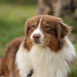 Piano Dog's Bliss: Rain's Peaceful Woof Serenade - Blissful Piano Time
