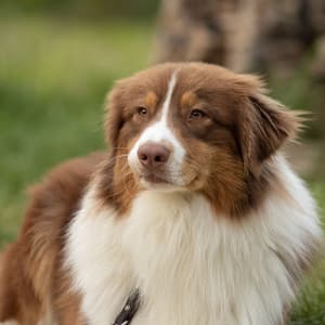 Piano Dog's Bliss: Rain's Peaceful Woof Serenade - Blissful Piano Time