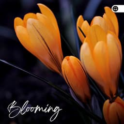 Blooming - Forest Soundscapes
