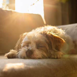 Melodías Suaves Para Perros: Relajación Lofi - Alcalde Deseo