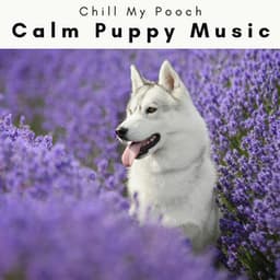 3 2 1 Calm Puppy Music - Chill My Pooch