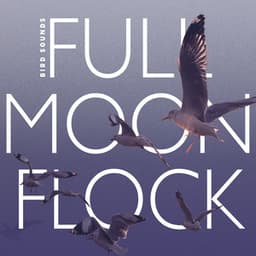 Full Moon Flock - Bird Sounds