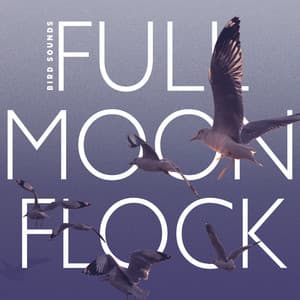 Full Moon Flock - Bird Sounds