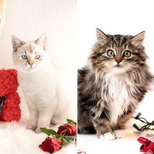 Feelings for Scratching Cats - Calming Cat Music