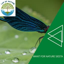 Want for Nature Siesta - Calm Music