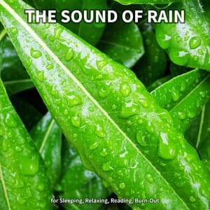 #1 The Sound of Rain for Sleeping, Relaxing, Reading, Burn-Out - Rain Recordings