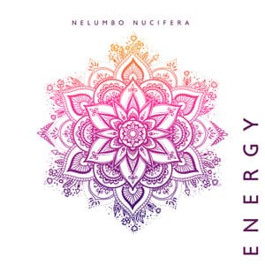 Nelumbo Nucifera Energy: Spirituality, Zen Garden, Chakra Flow - Only Imagine Meditation Universe