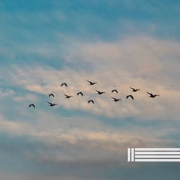 Vogelstimmen - Vogelstimmen Welt