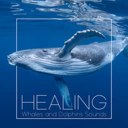 Healing Whales and Dolphins Sounds - Healing Ocean Waves Zone