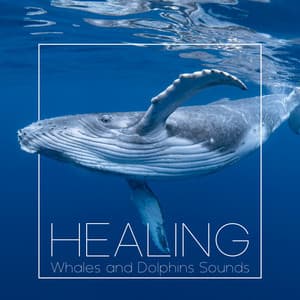 Healing Whales and Dolphins Sounds - Healing Ocean Waves Zone