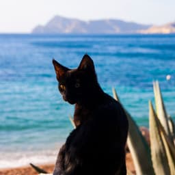 Oceanic Whiskers: An Ambient Cat Bliss Journey - Sea of Noise