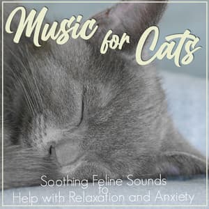Music For Cats: Soothing Feline Sounds to Help with Relaxation and Anxiety - RelaxMyCat