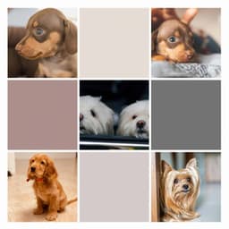 Music for Sweet Dogs - Bright Smooth Jazz - Dog Sleep Dreams