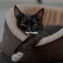 Cat Tracks - Jazz Chill Out Beats