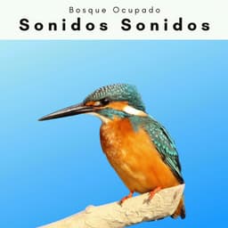 A h o r a: Sonidos Sonidos - Bosque Ocupado