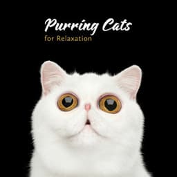 Purring Cats for Harmony - Ayurveda Zen