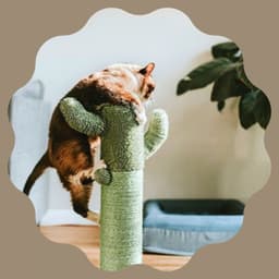 Superlative Bgm for Loving Cats - Cat Music Relaxation