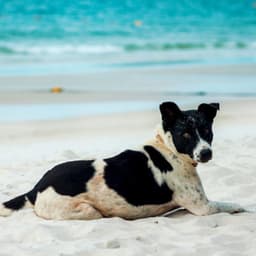 Seaside Wag: Ocean Ambient Harmony for Relaxed Dogs - Calm Sea Sounds