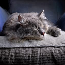 Música Lofi Suave: Melodías Para Gatos - Ondas suaves