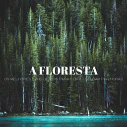 A Floresta: Os Melhores Sons De Rios Para Ler E Estudar Por Horas - 1 Hora de Meditação